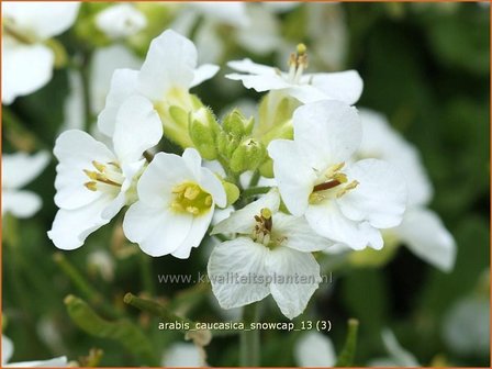 Arabis caucasica &#039;Snowcap&#039; | Randjesbloem, Rijstebrij