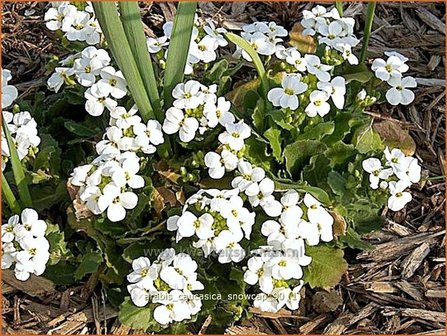 Arabis caucasica &#039;Snowcap&#039; | Randjesbloem, Rijstebrij