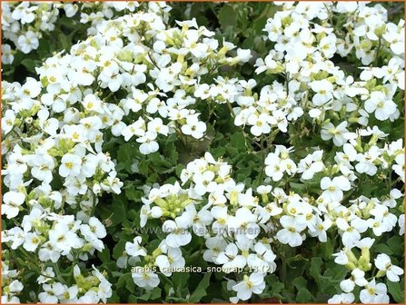 Arabis caucasica &#039;Snowcap&#039; | Randjesbloem, Rijstebrij