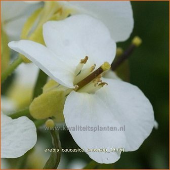 Arabis caucasica &#039;Snowcap&#039; | Randjesbloem, Rijstebrij