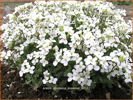 Arabis caucasica &#039;Snowcap&#039; | Randjesbloem, Rijstebrij