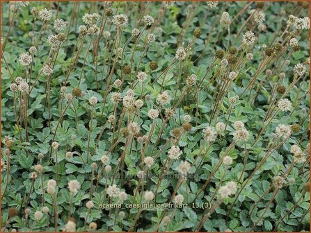 Acaena caesiiglauca &#039;Frikart&#039; | Stekelnootje