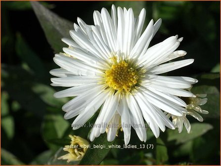 Aster novi-belgii &#039;White Ladies&#039; | Aster