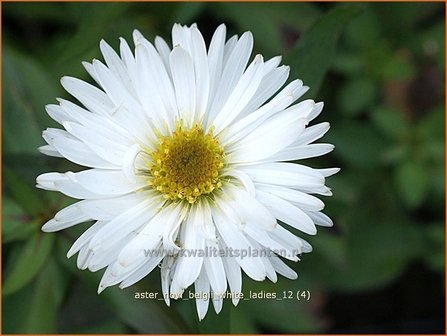 Aster novi-belgii &#039;White Ladies&#039; | Aster