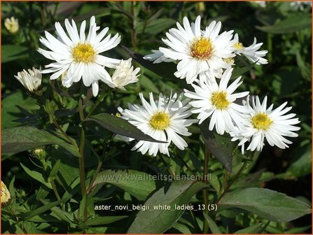 Aster novi-belgii &#039;White Ladies&#039; | Aster