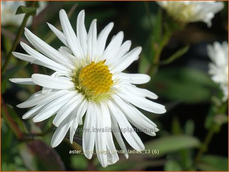 Aster novi-belgii &#039;White Ladies&#039; | Aster