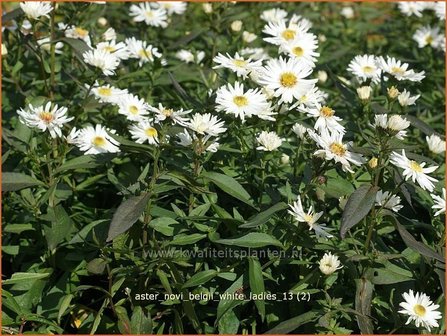 Aster novi-belgii &#039;White Ladies&#039; | Aster