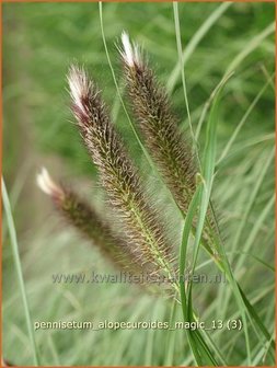 Pennisetum alopecuroides &#039;Magic&#039; | Lampenpoetsersgras