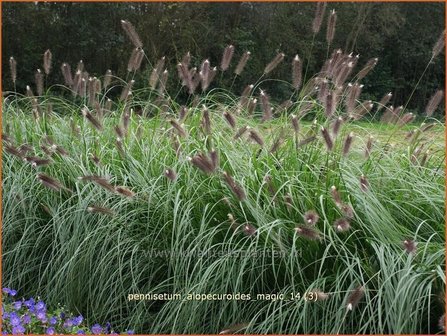 Pennisetum alopecuroides &#039;Magic&#039; | Lampenpoetsersgras