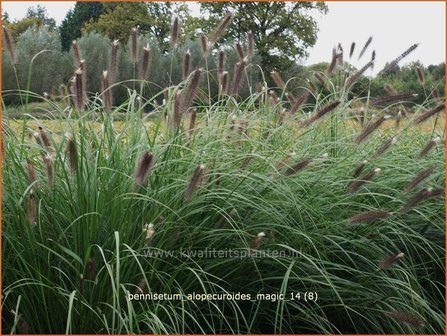 Pennisetum alopecuroides &#039;Magic&#039; | Lampenpoetsersgras