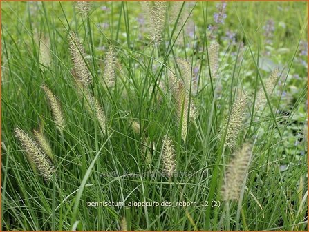 Pennisetum alopecuroides &#039;Reborn&#039; | Lampenpoetsersgras