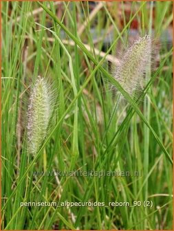 Pennisetum alopecuroides &#039;Reborn&#039; | Lampenpoetsersgras