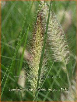 Pennisetum alopecuroides &#039;Reborn&#039; | Lampenpoetsersgras