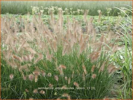 Pennisetum alopecuroides &#039;Reborn&#039; | Lampenpoetsersgras