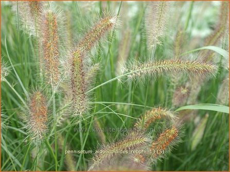 Pennisetum alopecuroides &#039;Reborn&#039; | Lampenpoetsersgras