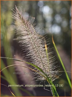 Pennisetum alopecuroides &#039;Reborn&#039; | Lampenpoetsersgras