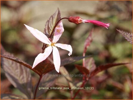 Gillenia trifoliata &#039;Pink Profusion&#039; | Driebladige braakwortelspirea