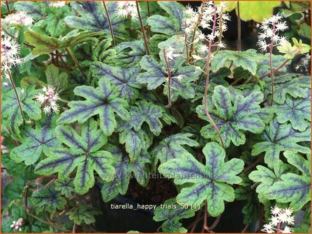 Tiarella &#039;Happy Trails&#039; | Schuimbloem, Perzische muts