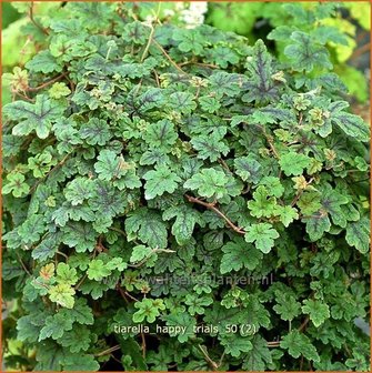 Tiarella &#039;Happy Trails&#039; | Schuimbloem, Perzische muts