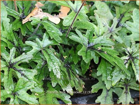 Tiarella &#039;Pink Skyrocket&#039; | Schuimbloem, Perzische muts