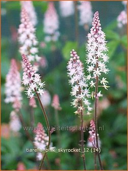 Tiarella &#039;Pink Skyrocket&#039; | Schuimbloem, Perzische muts