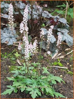 Tiarella &#039;Pink Skyrocket&#039; | Schuimbloem, Perzische muts