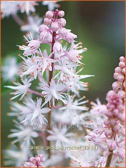 Tiarella &#039;Pink Skyrocket&#039; | Schuimbloem, Perzische muts