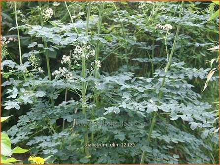 Thalictrum &#039;Elin&#039; | Ruit