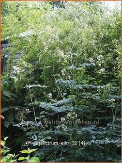 Thalictrum &#039;Elin&#039; | Ruit