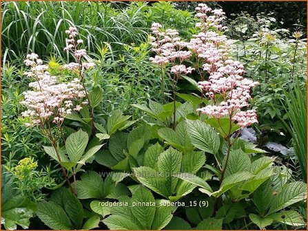 Rodgersia pinnata &#039;Superba&#039; | Schout-bij-nacht, Kijkblad