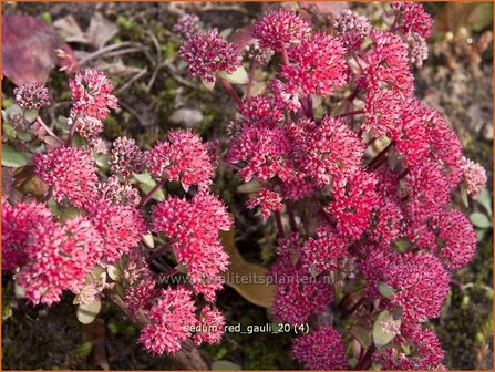 Sedum &#039;Red Cauli&#039; | Hemelsleutel, Vetkruid