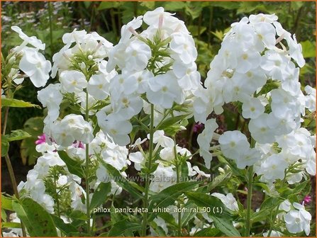 Phlox paniculata &#039;White Admiral&#039; | Vlambloem