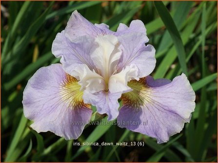 Iris sibirica &#039;Dawn Waltz&#039; | Iris, Lis, Siberische iris
