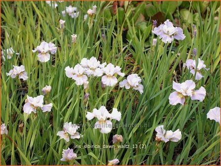 Iris sibirica &#039;Dawn Waltz&#039; | Iris, Lis, Siberische iris