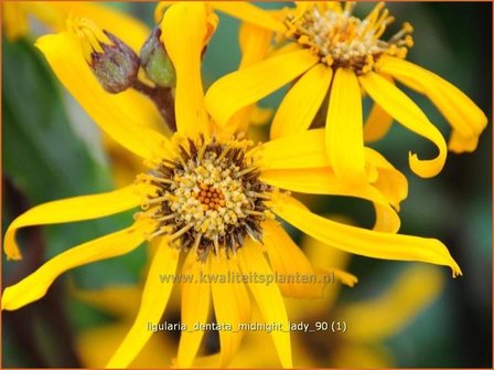 Ligularia dentata &#039;Midnight Lady&#039; | Kruiskruid