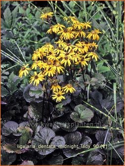 Ligularia dentata &#039;Midnight Lady&#039; | Kruiskruid