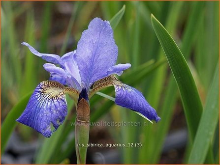 Iris sibirica &#039;Aquarius&#039; | Iris, Lis, Siberische iris