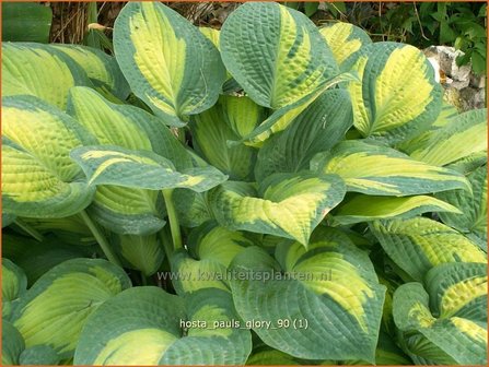 Hosta &#039;Paul&#039;s Glory&#039; | Hartlelie, Funkia