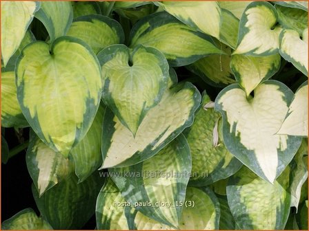 Hosta &#039;Paul&#039;s Glory&#039; | Hosta, Hartlelie, Funkia