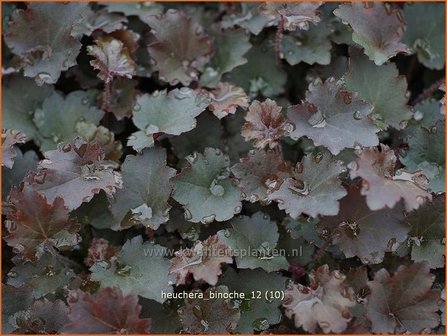 Heuchera &#039;Binoche&#039; | Purperklokje