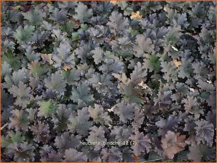 Heuchera &#039;Binoche&#039; | Purperklokje