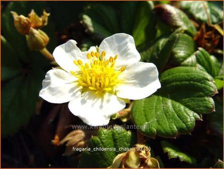 Fragaria chiloensis &#039;Chaval&#039; | Aardbei