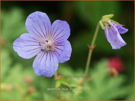 Geranium &#039;Blue Cloud&#039; | Ooievaarsbek