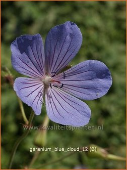 Geranium &#039;Blue Cloud&#039; | Ooievaarsbek