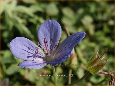 Geranium &#039;Blue Cloud&#039; | Ooievaarsbek