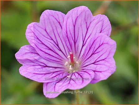 Geranium &#039;Blushing Turtle&#039; | Ooievaarsbek