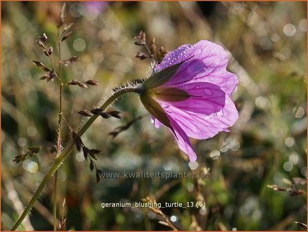 Geranium &#039;Blushing Turtle&#039; | Ooievaarsbek
