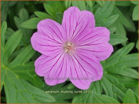 Geranium &#039;Blushing Turtle&#039; | Ooievaarsbek, Tuingeranium