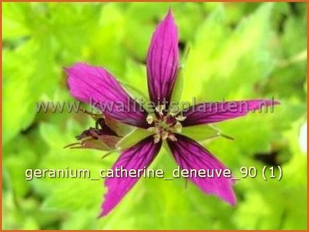 Geranium 'Catherine Deneuve' | Ooievaarsbek