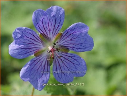Geranium &#039;Terre Franche&#039; | Ooievaarsbek